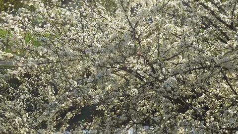 Spring white flowers of a cherry tree in the wind 4K Stock Footage 89810258