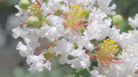 Spring White Flowers, Close-up Stock Footage 5987327