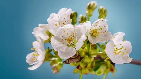 Spring white flowers close-up Stock Footage 173517241