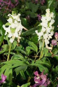 Spring white flowers Corydalis solida Stock Photos