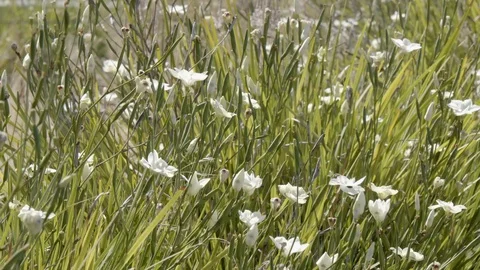 Spring white flowers field Video stock 91755323