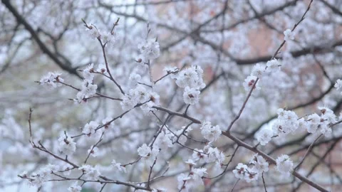 Spring white flowers Video stock 175240476