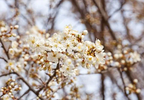 Spring white flowers on fruit trees in the garden, cherry blossoms on the Stock Photos