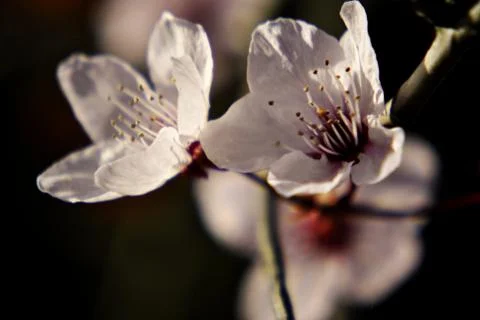 Spring white flowers Foto stock