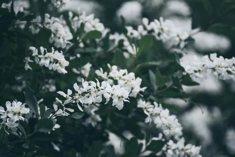 Spring white flowers Photos