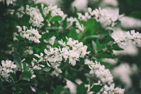 Spring white flowers Stockfoto's