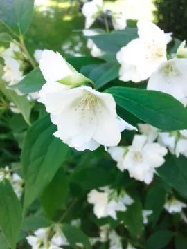 Spring White Flowers Stock Photos