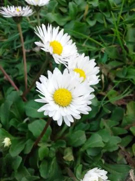 Spring White Flowers Stock Photos