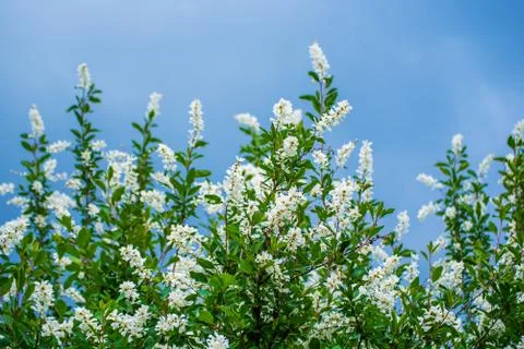 Spring white flowers Stock-Fotos