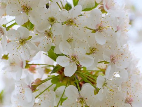 Spring white flowers Foto stock