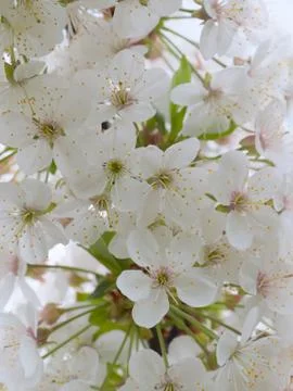 Spring white flowers 스톡 사진