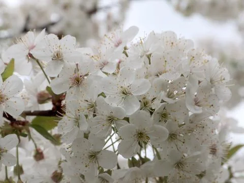 Spring white flowers 스톡 사진