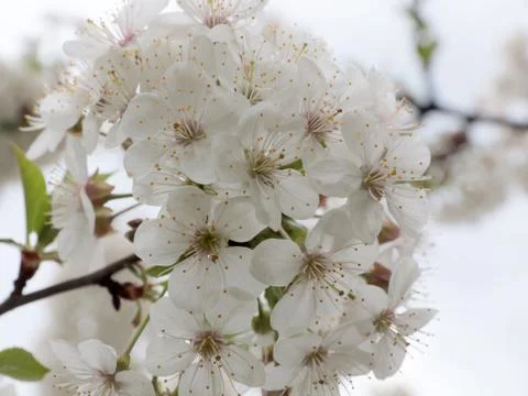 Spring white flowers Foto stock