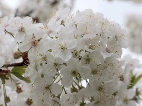 Spring white flowers Foto stock