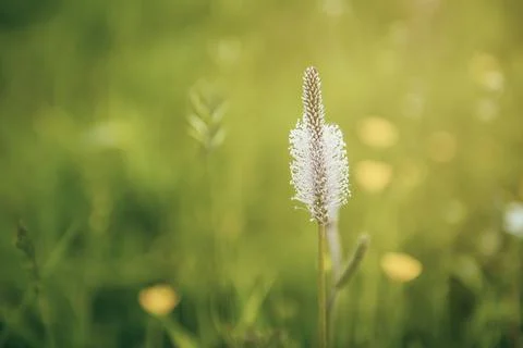 Spring white flowers Foto stock