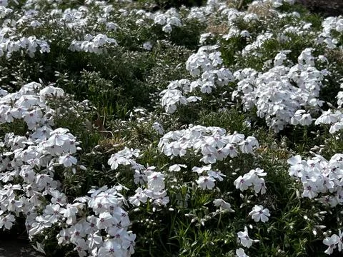Spring white flowers  Stock Photos