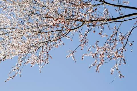 Spring white flowers on a tree against the blue sky.Cherry blossoms flowers. Stock Photos