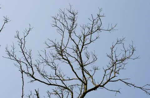 Spring white flowers on a tree against the blue sky. Stock Photos