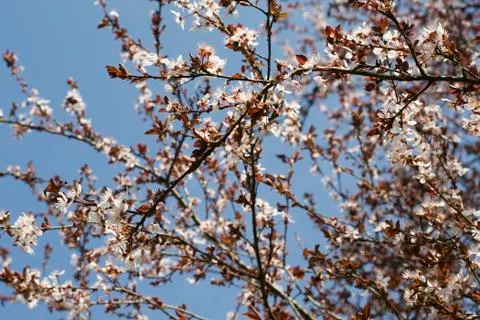 Spring white flowers on a tree against the blue sky Stock Photos
