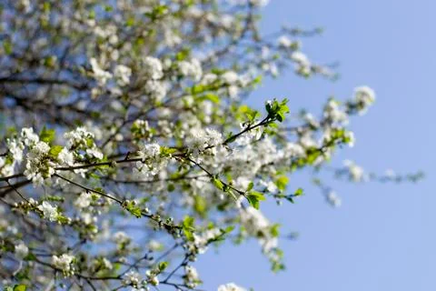 Spring white flowers on a tree against the blue sky. Stock Photos