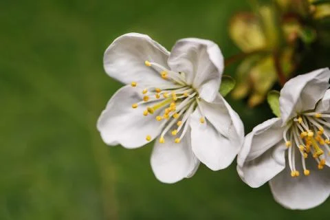Spring white flowers on a tree branch Stock Photos