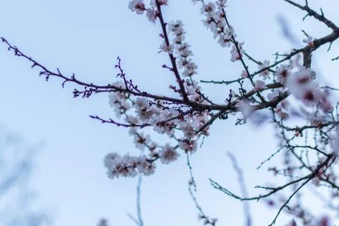 Spring white flowers on a tree branch in the evening. Apricot tree in bloom c Stock Photos