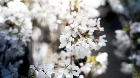 Spring White Flowers on tree Focus pull Close up Shamong NJ 4K Stock Footage 274844453