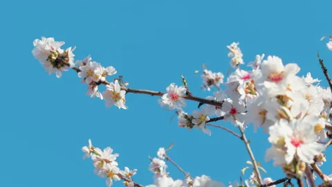 Spring white flowers under blue sky Stock Footage 265891533