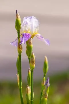Spring white iris Stock Photos
