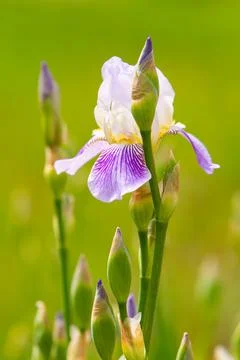 Spring white iris Stock Photos