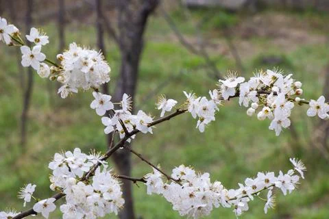 Spring white tree Foto stock