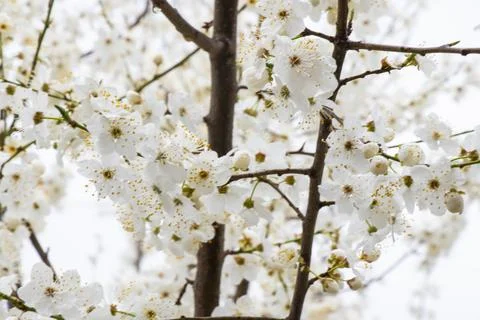 Spring white tree Stock Photos