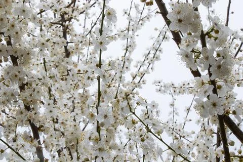 Spring white tree Fotos Stock