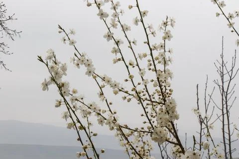Spring white tree Stock Photos