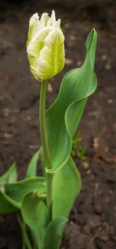 Spring white tulip bloom close-up Stock Photos