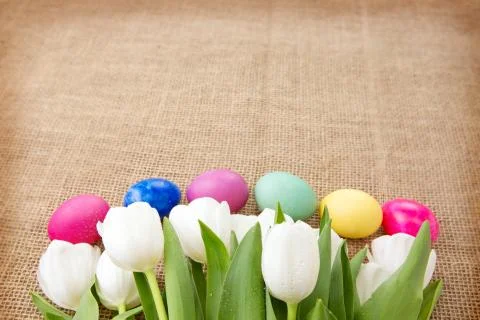 Spring white tulips with easter eggs. Stock Photos