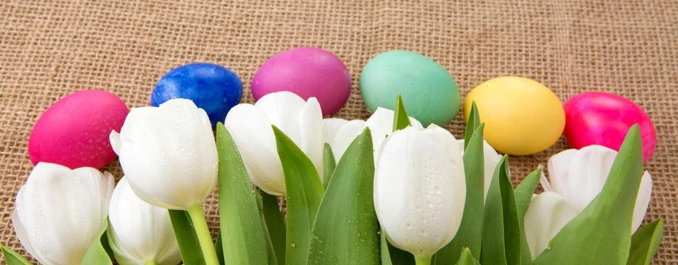 Spring white tulips with easter eggs. Stock Photos