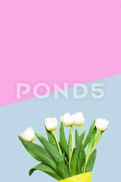 Spring white tulips flowers on pastel blue and pink background. Happy Easter Stock Photos