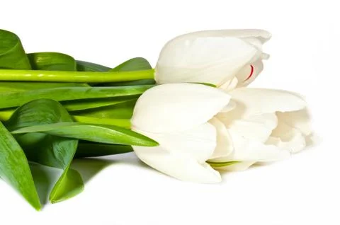 Spring white tulips Stock Photos