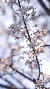 Spring widescreen banner, branches of blossoming cherry against background Stock Photos