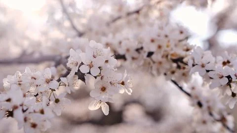 Spring widescreen banner, branches of blossoming cherry against background Stock Photos