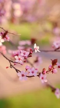 Spring widescreen banner, branches of blossoming cherry against background Stock Photos
