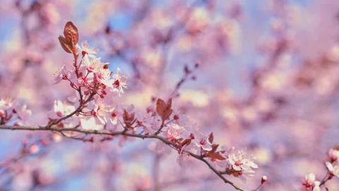 Spring widescreen banner, branches of blossoming cherry against background Stock Photos