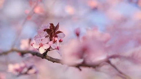 Spring widescreen banner, branches of blossoming cherry against background Foto stock