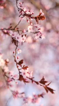 Spring widescreen banner, branches of blossoming cherry against background Stock Photos