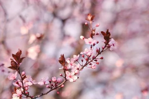 Spring widescreen banner, branches of blossoming cherry against background Stock Photos