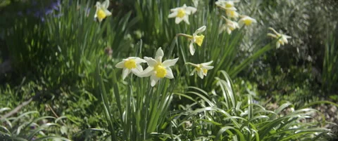 Spring wild daffodil flowers by early morning scope 5.7K video Stock Footage 310427982