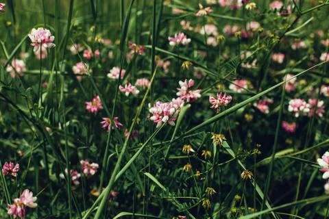 Spring wild flower background. Foto stock