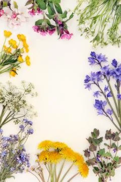 Spring Wild Flower Border Stock Photos