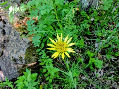 Spring wild flower Stock Photos